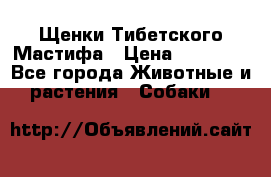 Щенки Тибетского Мастифа › Цена ­ 90 000 - Все города Животные и растения » Собаки   